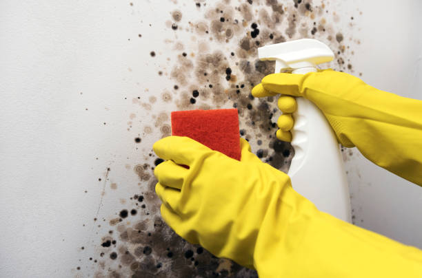 Best Office Mold Removal Services  in Bullhead City, AZ