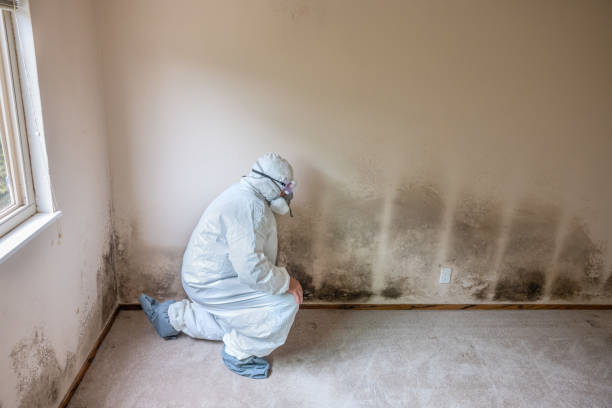 Best Mold Cleaning Services  in Bullhead City, AZ